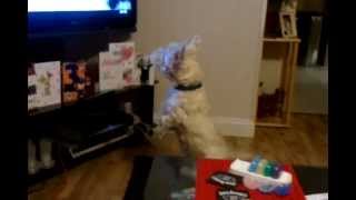 jasper barking at tv specsaver advert [upl. by Roderic28]