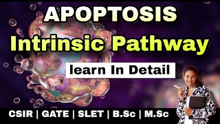 APOPTOSIS  Programmed Cell Death INTRINSIC PATHWAY MSc Classes  Cellular Communication [upl. by Myrah573]