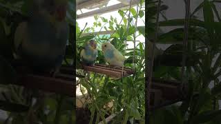 Baby parakeets are growing up birds budgies birdslover budgiesparakeets parakeets babybirds [upl. by Fania]