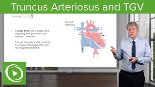 Truncus Arteriosus and TGV Pathology – Pediatric Cardiology  Lecturio [upl. by Quinby60]