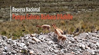 Reserva Nacional Pampa Galeras Bárbara DAchille  LaMechape [upl. by Gilemette]