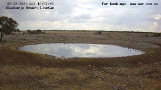 Okaukuejo Resort Wildlife Waterhole Live camera stream in the Etosha National Park in Namibia [upl. by Grunenwald]