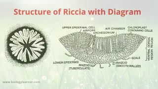 Structure and Distribution of Riccia  External and Internal Structure of Riccia Thallus [upl. by Anihsit]