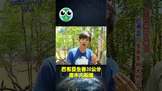 【巴布亞】生吞 30 公分腐木大船蛆（shipworm）｜【你不知道的世界大發現】世界該去哪 GTV 世界第一等 Worlds No1 Shorts [upl. by Avril]