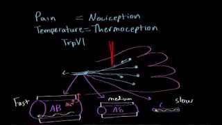 Pain and temperature  Processing the Environment  MCAT  Khan Academy [upl. by Ginnie]