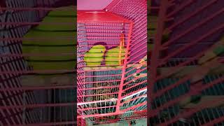 mitthu ki khushiparroting parrot cute parrottalking [upl. by Sucramrej]