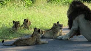 LION CUBS MEETS DAD Kruger National Park [upl. by Older773]