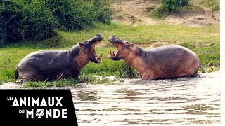 Lhippopotame  champions de la nature [upl. by Kirshbaum]