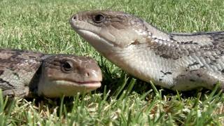 Tiliqua Nigrolutea  Blotched bluetongue Lowland Morph [upl. by Tibbetts]