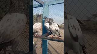 Hi flyerytshortsvideokabutar kabootar kabootarkabootarbazilovers pigeon [upl. by Blainey]