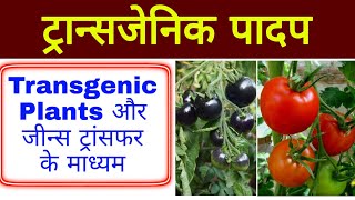 ट्रान्सजेनिक पादप  Transgenic plants  Transgenic padap  biology in hindi  biology science sk [upl. by Solis]