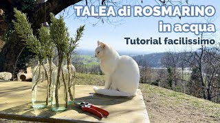 Tutorial FACILISSIMO Come fare una TALEA di ROSMARINO in ACQUA [upl. by Cott]