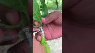 How to grafting Jackfruit​ with mango tree is Good idea [upl. by Serica925]