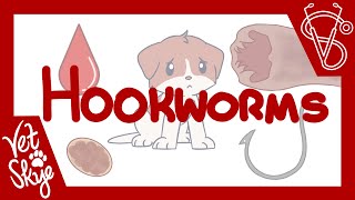 Hookworms of Dogs and Cats  causes transmission pathophysiology diagnosis treatment [upl. by Auqenet]