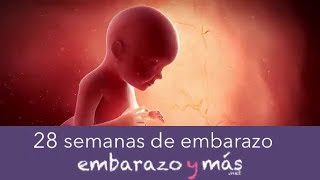 28 semanas de embarazo  Séptimo mes  EMBARAZOYMAS [upl. by Eimmelc981]