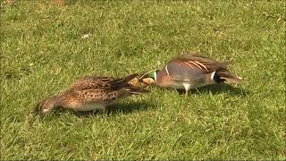 Baikal Teal [upl. by Ellery]