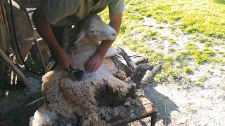 Strihanie oviec a orezávanie paznechtov Sheep shearing ovce zvieratá animals sheep shearing [upl. by Noiz]