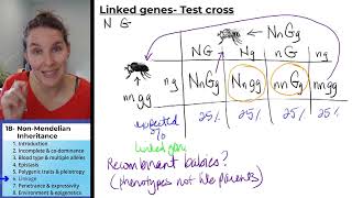 NonMendelian Inheritance 6 Linkage [upl. by Hannavahs437]