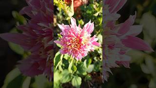 New Petite Floret Seedling Im in love with From Floret Flower Farm Dahlia Flowers gardening [upl. by Ias]