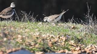 Killdeer courtship sights and sounds [upl. by Negah]