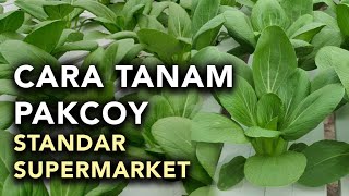 CARA TANAM PAKCOY HIDROPONIK  STANDAR SUPERMARKET [upl. by Daj]