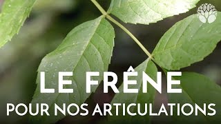 Le frêne pour nos articulations [upl. by Paolo]