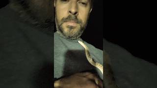 Non Venomous Gopher Snake Saved from being Run Over [upl. by Cosme]