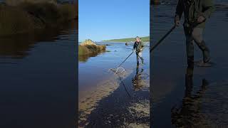 Whitebaiting season in new Zealand whitebait whitebaitingseason [upl. by Etteinotna]