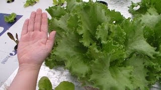 Harvest Hydroponic Lettuce Shallow Water Culture Kratkys noncirculating [upl. by Anertac643]