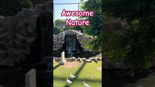 Inside the Bird House at Al Khor Park Qatar [upl. by Refennej445]