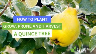 How To Plant Grow Prune and Harvest A Quince Tree [upl. by Amery]