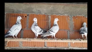 Tipplers Pigeon High Flying  Pellumbat Zaim Qosa  2018 [upl. by Illek]