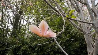 Three Magnolias at Caerhays in April [upl. by Noellyn645]