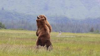 Alaska Grizzly vs Grizzly bear fight [upl. by Dorlisa]