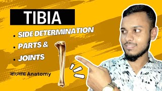 Tibia Anatomy in bangla  বাংলায় টিবিয়া [upl. by Skier]