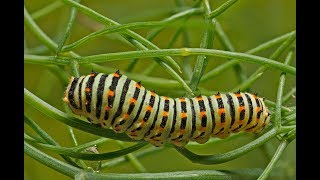 Metamorfosi Papilio machaon [upl. by Crutcher340]