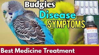 Budgies Disease Symptoms  How to Treatment of Birds Immediate [upl. by Schroeder]