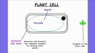 236 Outline two roles of extracellular components [upl. by Lainahtan]