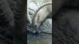 Ibex goats playing in the mountains 🐐 PlanetEarth3 [upl. by Kneeland314]