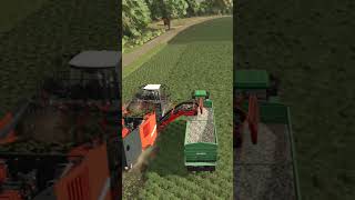 FS25• Récolte de panais en multijoueurs fs25 fs25mods fs25map farmimgsimulator25 panai fs [upl. by Cutlip]