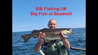 SIB Fishing UK Big Fish at Beadnell [upl. by Heise239]