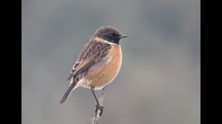 Stone chats  Doxey Marshes [upl. by Hooper]