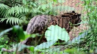 台灣雲豹 Formosan clouded Leopard [upl. by Higley786]