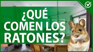 🧀 Qué Comen los Ratones  Guía de Alimentación y Cuidados de Ratones Domésticos 🧀🐁 [upl. by Nimsay]