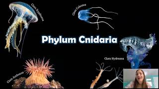 Phylum Cnidaria The Things that Sting [upl. by Cheney764]