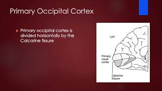 5 Visual Localization  ULTIMATE NEUROLOGY USMLE STEP 1 [upl. by Obrien]