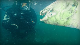 JE PLONGE DANS UN CIMETIÈRE DE POISSONS  Cyril Chauquet [upl. by Nodyl667]