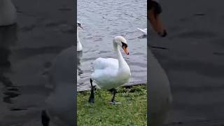 COME TO CLUMBER PARK WITH US 🌲 travel clumberpark dayout brothers bikeride nottinghamshire [upl. by Hild]