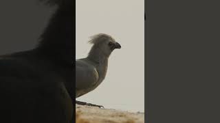 Grey goawaybird going away shorts birds birdwatching [upl. by Neibart227]