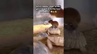 Capybara Catches a Ride on a Turtle Taxi  CreatureCops [upl. by Soraya]